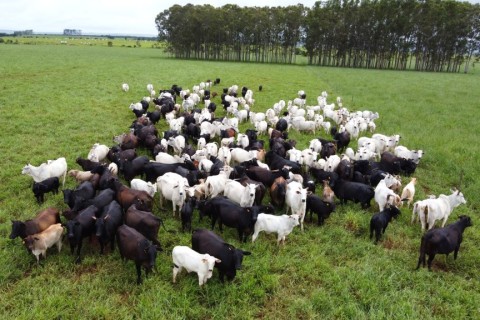 Com maior crescimento do país, agro de MS é fruto de incentivo, modernidade e sucesso do homem do campo