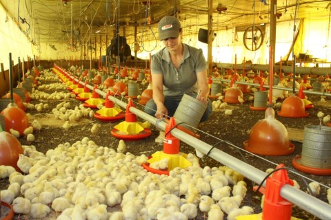 Programa Frango Vida fortalece avicultura e estimula projeto de escola em MS