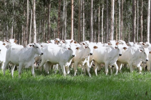 MS conduz recuperação de pastagens e se consolida como referência nacional em agropecuária sustentável