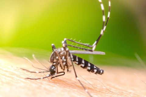 Boletim Epidemiológico: MS registra 8.372 casos confirmados de dengue