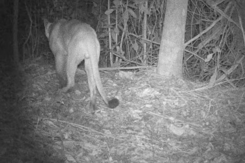 Onça-parda é vista andando em área de mata em Barra do Piraí